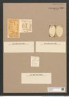 Glyphodesmis distans (Greg.) Grun. (de-Toni-Nr.: Genus 81, Species 2889) Zeichnungen Sammlung Grunow Nr. 5865 (NHMW-BOT-W0374306)